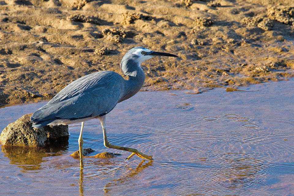 White-faced Heron (Egretta novaehollandiae)